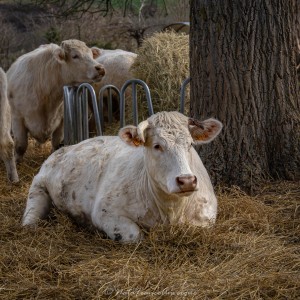 Vaches Château de La Chaux Montgros mars 2023 by @NataFranceAuvergne-5282